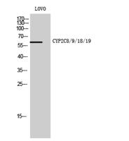 CYP2C8/9/18/19 Polyclonal Antibody