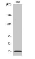 CYP2D6 Polyclonal Antibody