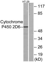 CYP2D6 Polyclonal Antibody