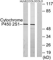 CYP2S1 Polyclonal Antibody