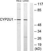 CYP2U1 Polyclonal Antibody