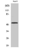 CYP2W1 Polyclonal Antibody