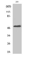 CYP39A1 Polyclonal Antibody