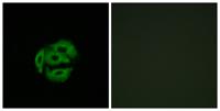 CYP39A1 Polyclonal Antibody