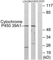 CYP39A1 Polyclonal Antibody