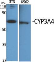 CYP3A4 Polyclonal Antibody