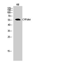 CYP3A4 Polyclonal Antibody