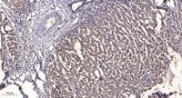 CYP3A4 Polyclonal Antibody