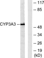 CYP3A4/5 Polyclonal Antibody
