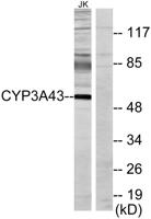 CYP3A43 Polyclonal Antibody