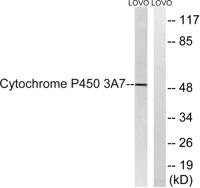 CYP3A7 Polyclonal Antibody