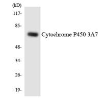 CYP3A7 Polyclonal Antibody