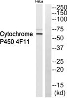 CYP4F11 Polyclonal Antibody