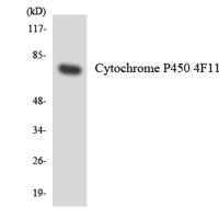CYP4F11 Polyclonal Antibody