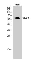 CYP4F2 Polyclonal Antibody