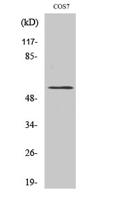 CYP4X1 Polyclonal Antibody