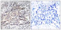 CYP4X1 Polyclonal Antibody