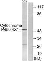 CYP4X1 Polyclonal Antibody