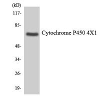 CYP4X1 Polyclonal Antibody