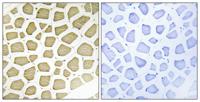 CYP7B1 Polyclonal Antibody