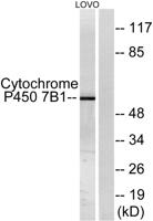 CYP7B1 Polyclonal Antibody