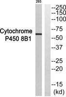 CYP8B1 Polyclonal Antibody