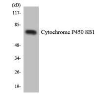 CYP8B1 Polyclonal Antibody