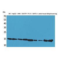 CyPA Polyclonal Antibody