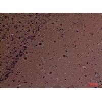 CyPA Polyclonal Antibody