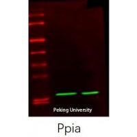 CyPA Polyclonal Antibody