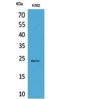 CyPB Polyclonal Antibody