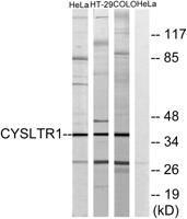CysLTR1 Polyclonal Antibody