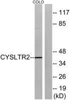 CysLTR2 Polyclonal Antibody