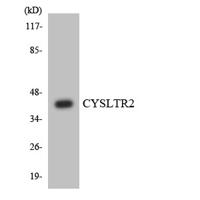 CysLTR2 Polyclonal Antibody