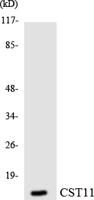 Cystatin 11 Polyclonal Antibody