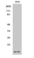 Cystatin A Polyclonal Antibody
