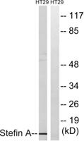 Cystatin A Polyclonal Antibody
