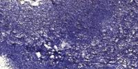 Cystatin E/M Polyclonal Antibody