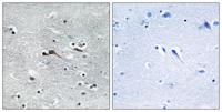 CYTL1 Polyclonal Antibody