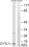 CYTL1 Polyclonal Antibody