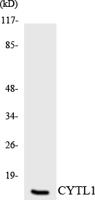 CYTL1 Polyclonal Antibody