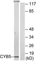 Cytochrome b5 Polyclonal Antibody