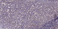 Cytochrome b5 Polyclonal Antibody