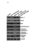 Cytochrome c1 Polyclonal Antibody