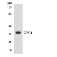 Cytochrome c1 Polyclonal Antibody