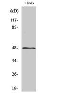Cytokeratin 17 Polyclonal Antibody