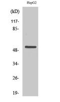 Cytokeratin 7 Polyclonal Antibody