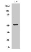 Cytokeratin 8 Polyclonal Antibody