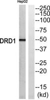D1DR Polyclonal Antibody