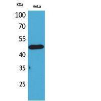 D3DR Polyclonal Antibody